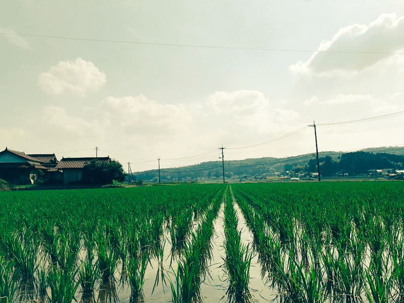 毎日お米に会いに行く